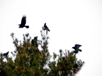 Crows 1