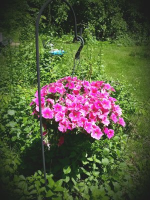 The petunias Tom gave me on Mother's Day