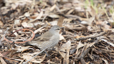 oiseau8.jpg