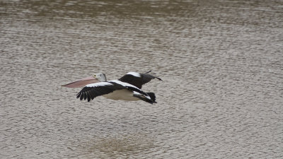 oiseau7.jpg
