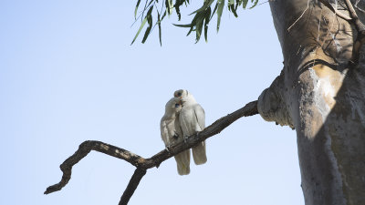 oiseau 13.jpg