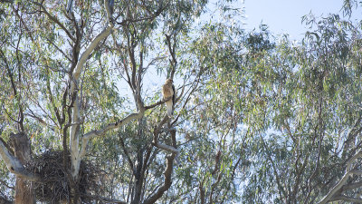 oiseau 11.jpg