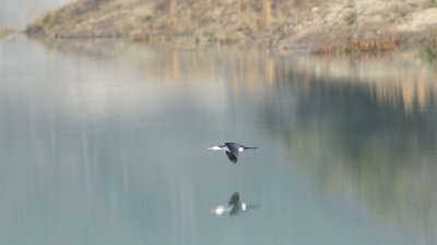 oiseau 6 .jpg