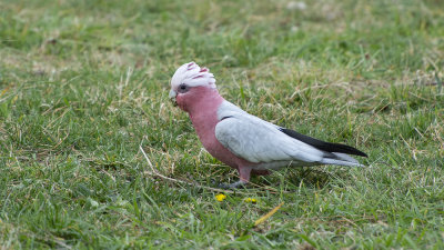oiseau 2.jpg