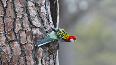 oiseau 1.jpg