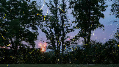 Fireflies and Fireworks