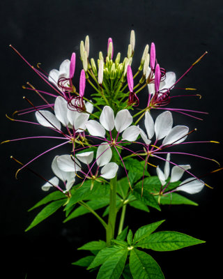 Cleome