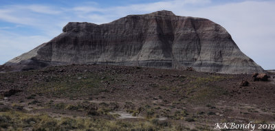 Petrified Forest N.P.