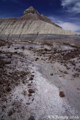 Petrified Forest N.P.