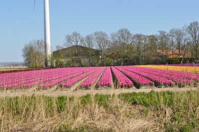 Tulpen