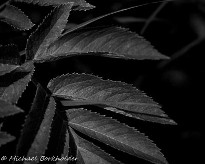 20190708DS2_0963.jpg