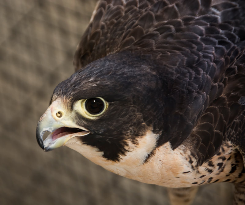 Peregrine Falcon