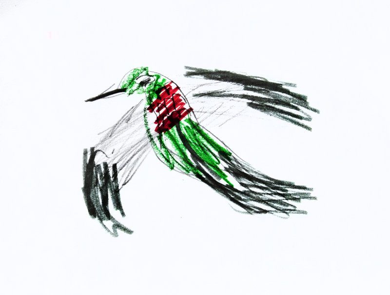 Clay's Black Chinned Hummingbird