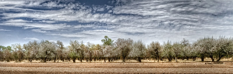 Dixon Apple Orchard in Bloom