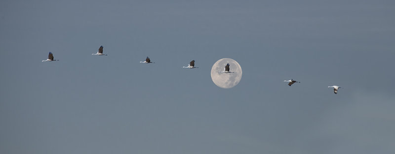 Morning Flight Under a Full Beaver Moon