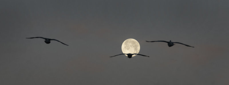 Three Sandhill Cranes and a Setting Full Moon Over Corrales