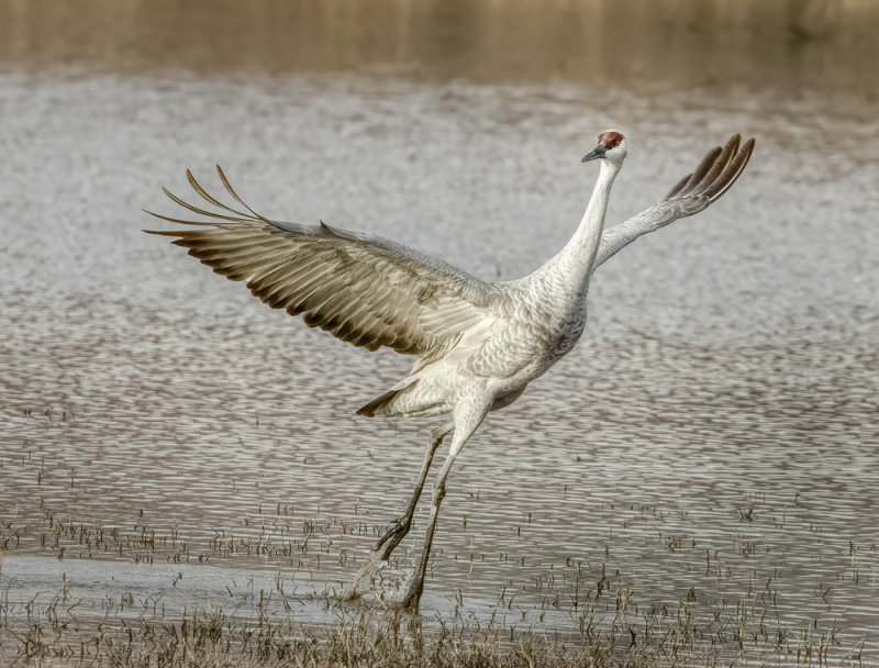 Water Dance, 2