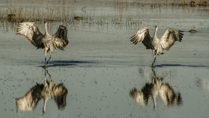 Mirrored Wet Landing