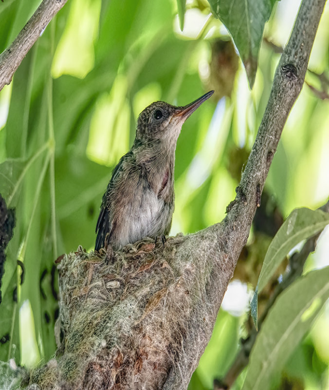 Juvenile Black Chinned Hummingbird
