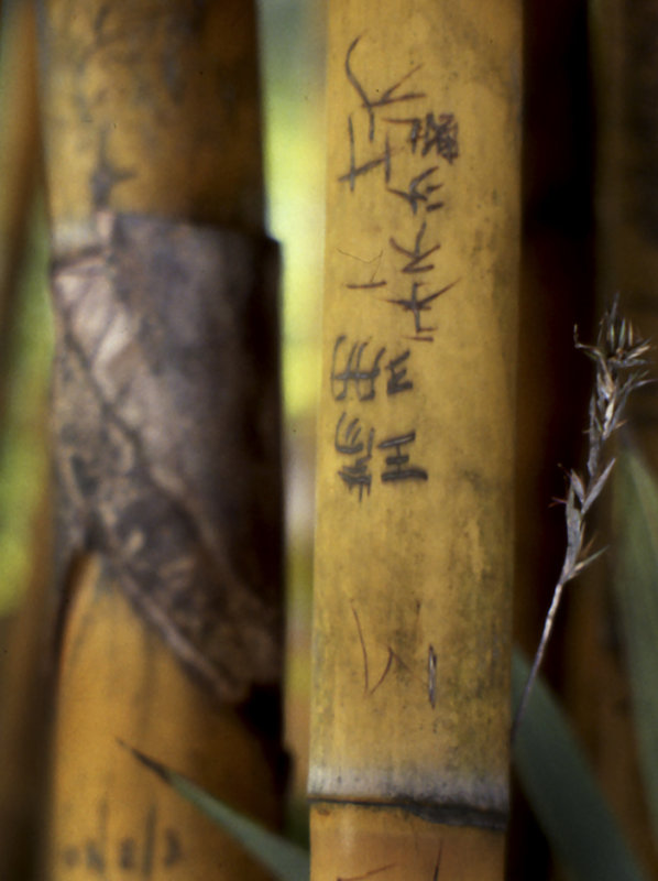 Bamboo Graffiti - Singapore