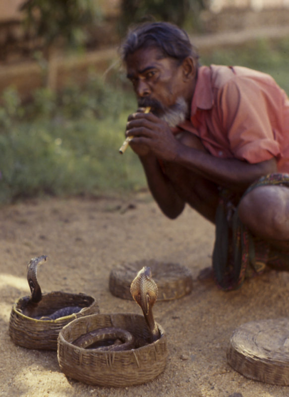 Snake Charmer, Sri Lanka