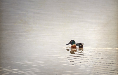 Lone Shoveler