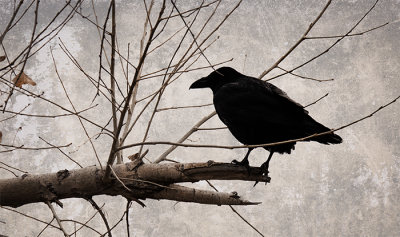 The Sentinel