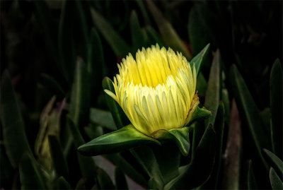 Coastal Ice Plant