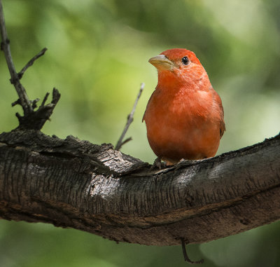 Summer Tanager
