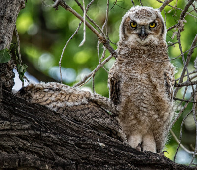 Great Horned Owl Fledglings