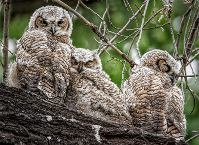 Great Horned Owl Fledglings