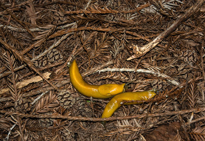 Dance of the Banana Slugs