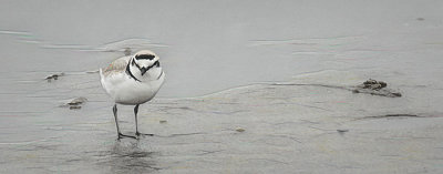 Sanderling