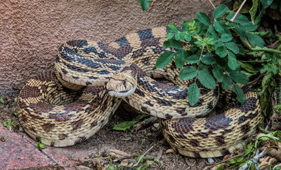 New Mexico Bull Snake