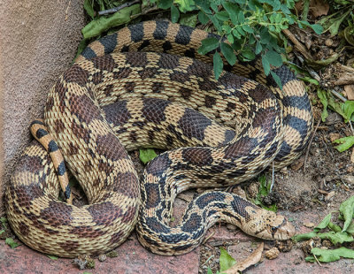 New Mexico Bull Snake