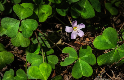 Oxalis