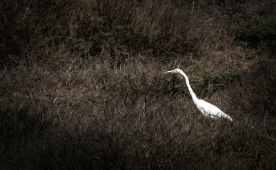 Great Egret
