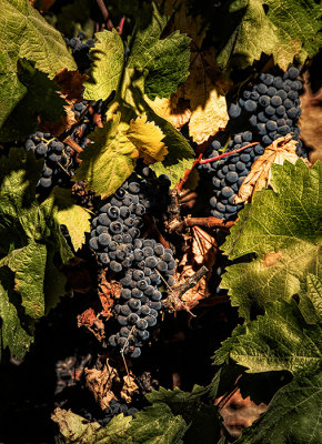 Cabernet on the Vine