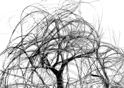 Dance of the Willow