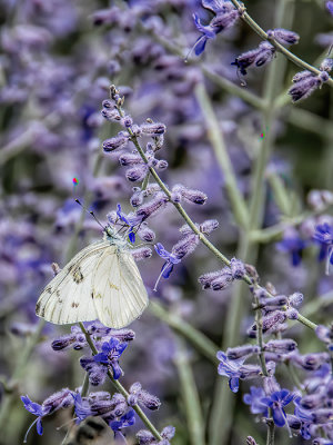 A Moth & A Few Butterflies