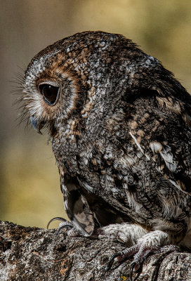 Flammulated Owl
