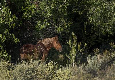 Wild Horses of Placitas