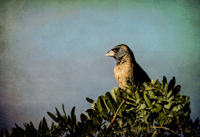 Blue Grosbeak