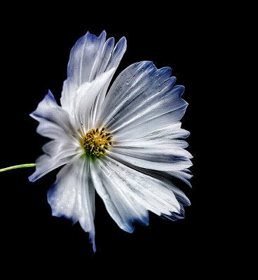 Last Cosmos of the Season