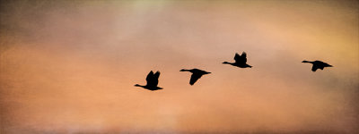 Canada Geese at Sunrise
