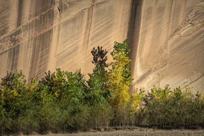 Canyon Cottonwood