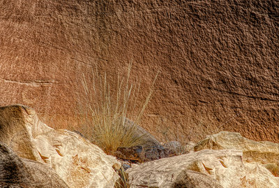 Canyon Grass