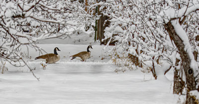 Fake Snow Geese