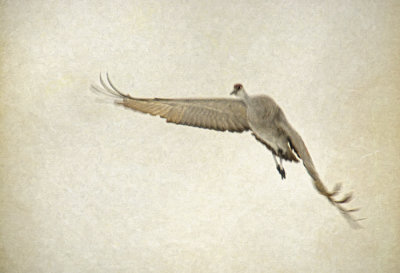 Soaring Flight