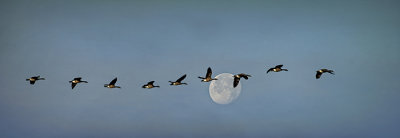 Wild Goose Chase